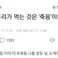 의외로 초복때 먹는 것