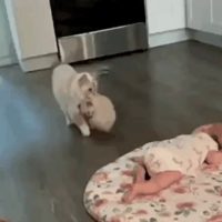 아기 집사에게 아기 고양이 소개해주는 고양이