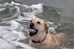 바닷가에서 이상한걸 물어온 강아지