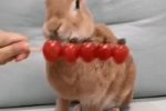 방울토마토 먹는 토끼.GIF