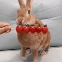 방울토마토 먹는 토끼.GIF