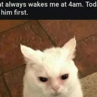 고양이가 매일 새벽4시에 깨울 때 해결법.jpg