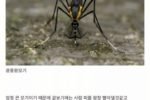 한국에 서식하는 모기