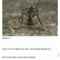 한국에 서식하는 모기