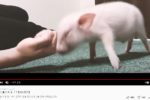 일본 100일뒤에 먹히는 돼지 근황