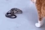 고양이가 뱀을 무서워하지 않는이유