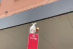 크루아상 먹는 앵무새.GIF
