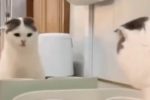 거울 본 고양이 반응.GIF