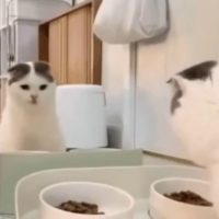 거울 본 고양이 반응.GIF