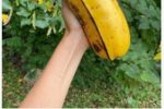엄청난 크기의 바나나