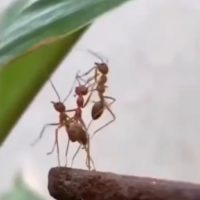 협동을 잘 하는 개미들.gif