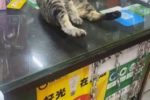 고양이) 중국산 고장난 고양이.gif