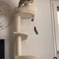 우아하게 점프하는 고양이
