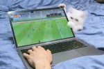 주인의 노트북을 고쳐주는 고양이.gif