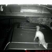 (기괴)CCTV에 찍힌 자동차 안테나의 비밀.gif