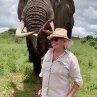 관광객 모자를 먹어버린 코끼리