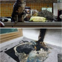화재사고의 주범으로 꼽힌 고양이?