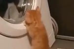 세탁기가 신기한 고양이.gif