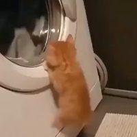 세탁기가 신기한 고양이.gif