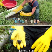 친환경 농법으로 사용되던 왕우렁이 근황.jpg