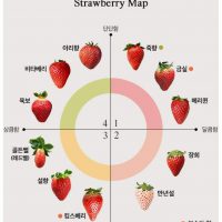 다양한 딸기 종류