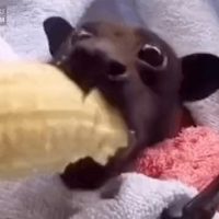 바나나먹는 박쥐.gif