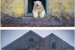 인간이 버린 건물에서 사는 북극곰.jpg