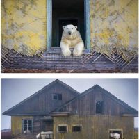 인간이 버린 건물에서 사는 북극곰.jpg