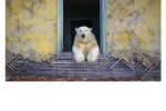 안간이 버린 건물에 살고있는 북극곰.jpg