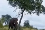 코끼리가 나무를 부순 이유