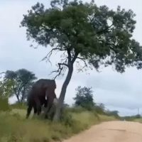 코끼리가 나무를 부순 이유
