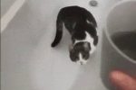 고양이 앞에 물 떨어트리기.gif