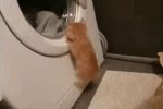세탁기 보는 고양이