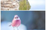 한국에서 가장 아름다운 새