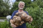 기네스 신청한 세계 최대 크기의 감자, DNA감정 결과 근황