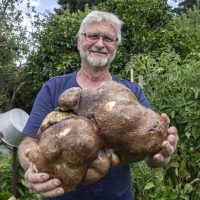 기네스 신청한 세계 최대 크기의 감자, DNA감정 결과 근황