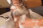 원숭이 목욕 3단 진화