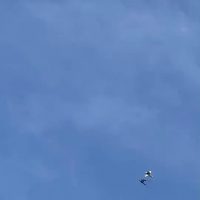 (SOUND)간지를 좀 많이 알게 된 비둘기의 착륙방법.gif