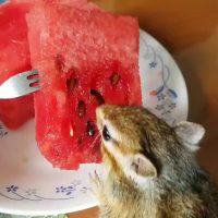 (SOUND)수박 먹는 다람쥐
