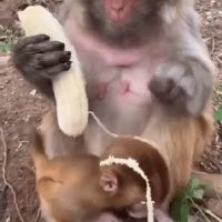 (SOUND)원숭이도 안먹는 부위. GIF