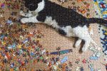 고양이를 너무나도 잘 표현한 직소퍼즐