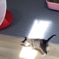 햇빛이라는 걸 처음 경험하는 아기 고양이