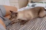 (SOUND)아내가 임신한걸 알게된 고양이 반응