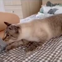 (SOUND)아내가 임신한걸 알게된 고양이 반응