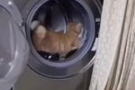 (SOUND)고양이들이 좋아하는 비싼 캣휠