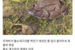 한국에 들어온 생태계교란종의 최후