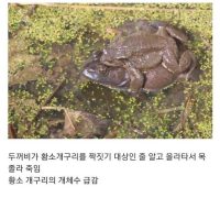한국에 들어온 생태계교란종의 최후
