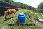 말한테 공격받는 양봉 유튜버