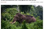 어제자 인도에서 발생한 황당한 코끼리 사망사고