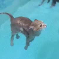 수영장에 들어간 고양이